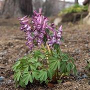 corydalis 