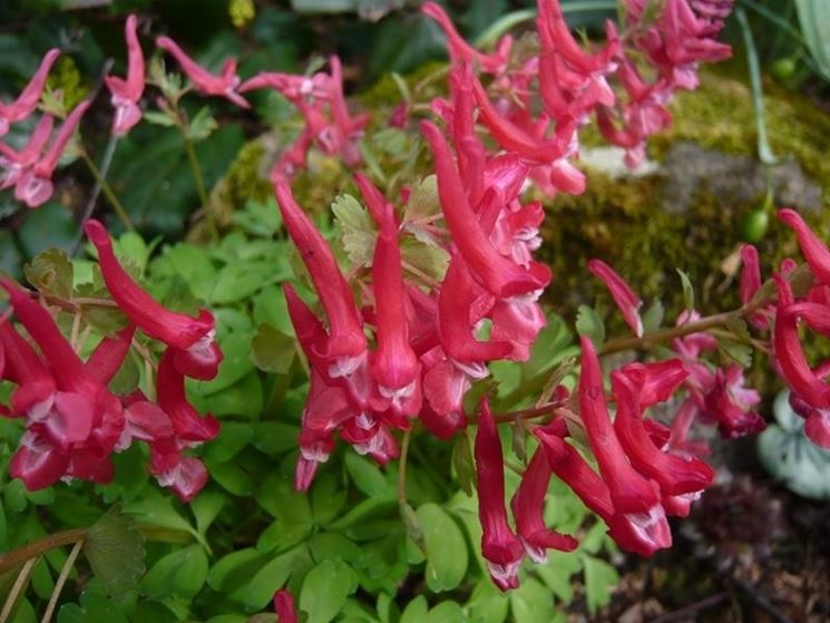 corydalis 2