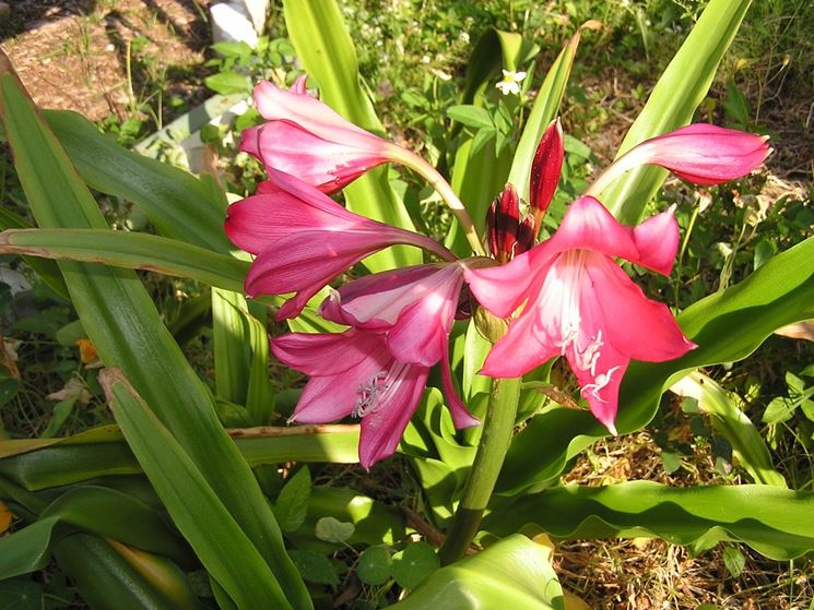 crinodonna fiori