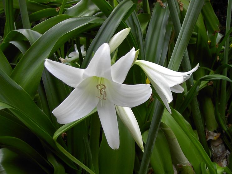 Crinum powellii alba