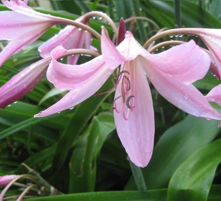 crinum 1