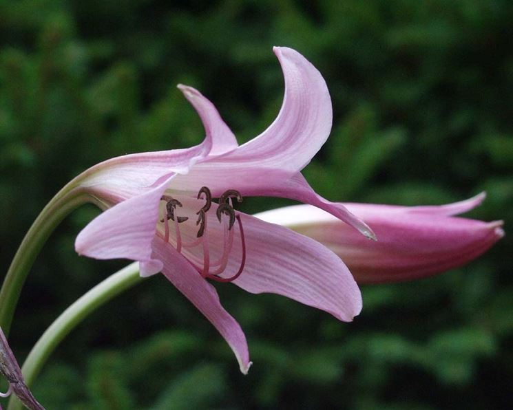 crinum 2