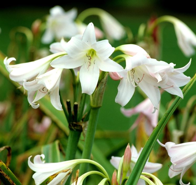 fiori crinum