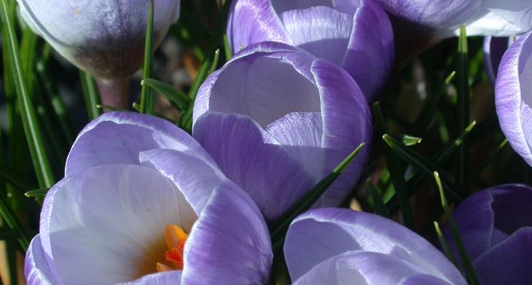 Crocus chrysanthus