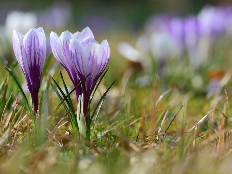 Crocus laevigatus