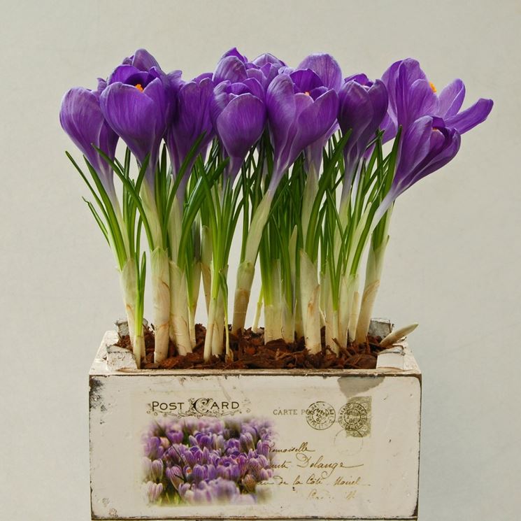 Crocus sativus