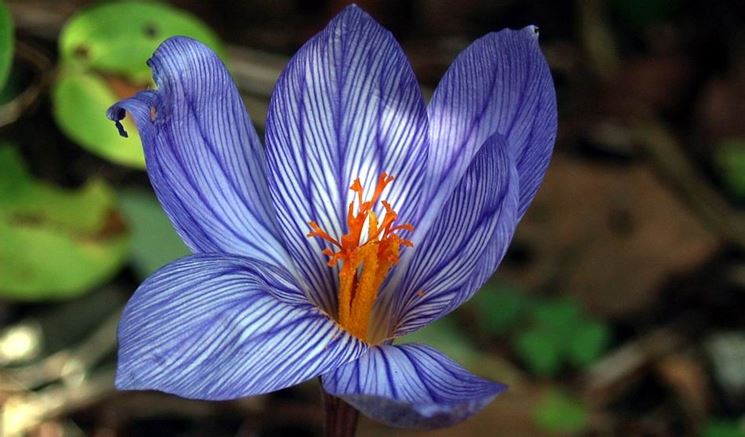 Crocus speciosus