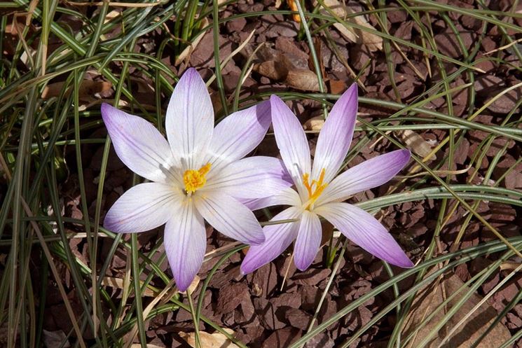 Crocus versicolor