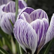 crocus vernus