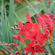 Crocosmia 