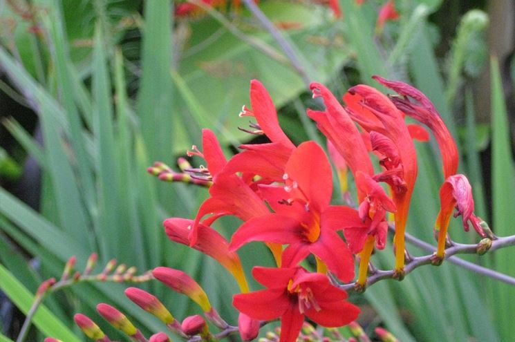 Crocosmia 