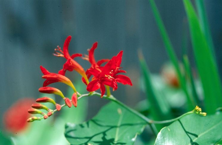 Crocosmia 