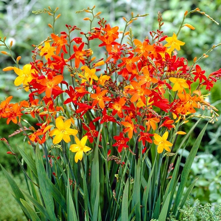 Crocosmia 