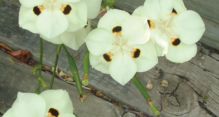 dietes bicolor