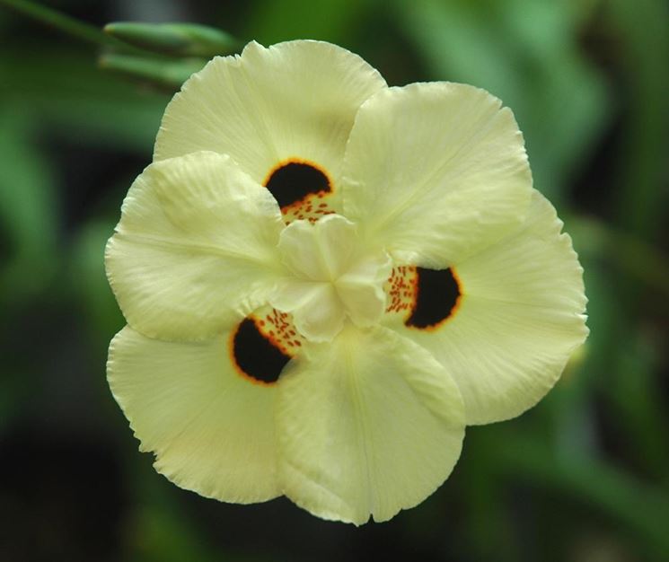 Dietes 