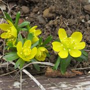 eranthis hyemalis 15004