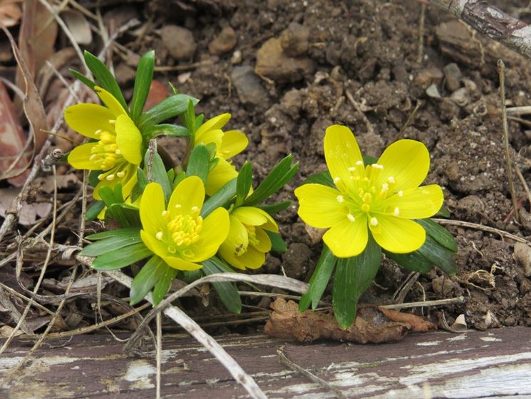 eranthis hyemalis 15004