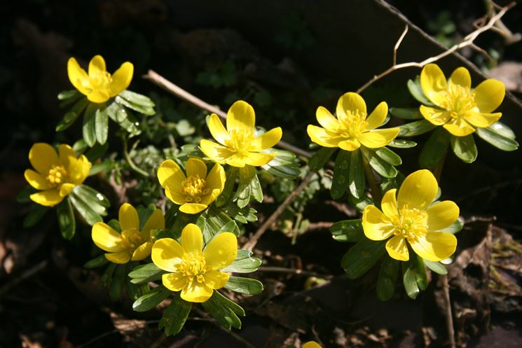 eranthis 