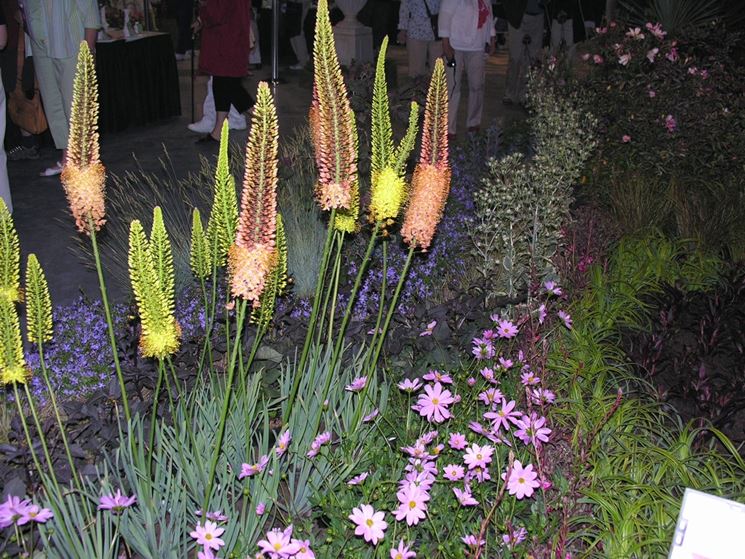 eremurus