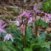 erythronium revolutum