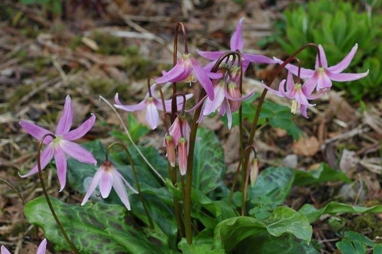 erythronium revolutum