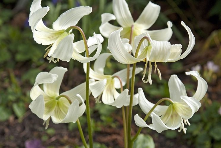 erythronium californicum