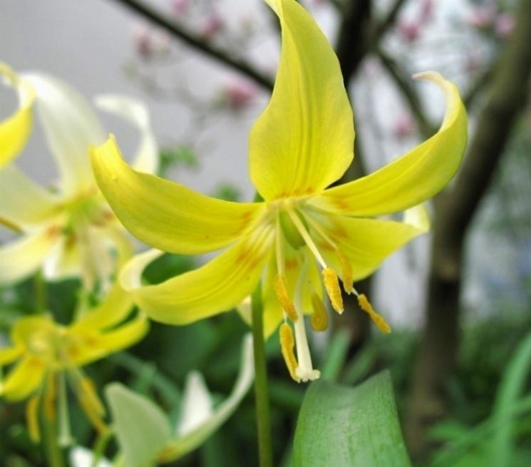 erythronium kondo