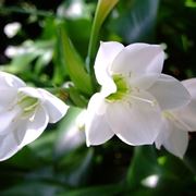 Eucharis 