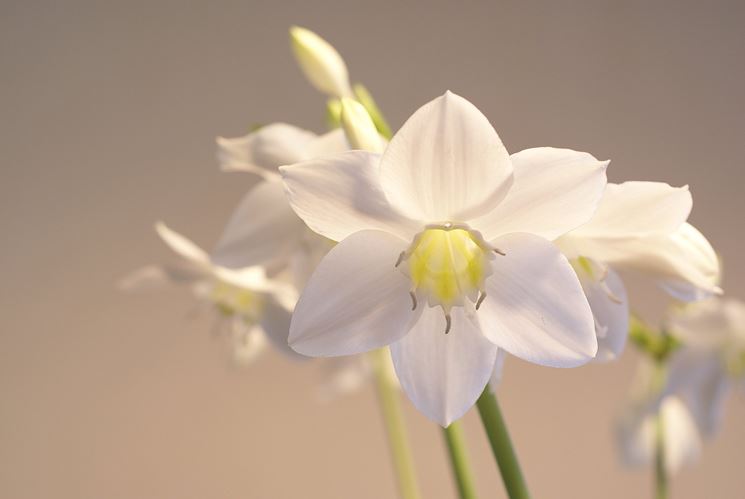 eucharis