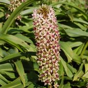 Eucomis 