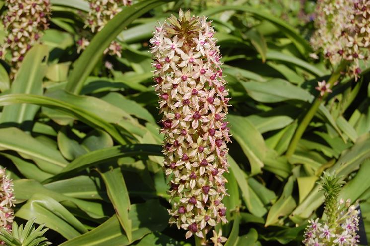 Eucomis 