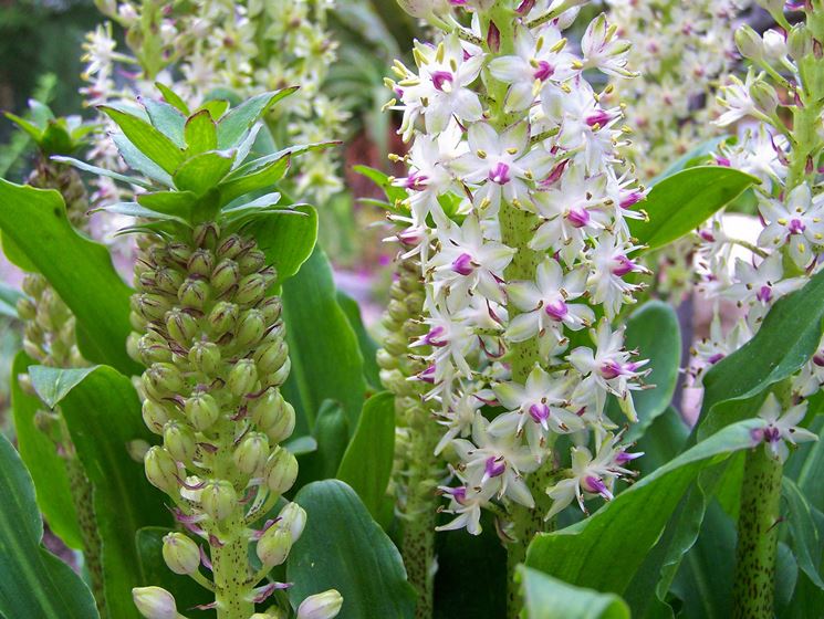 Eucomis 