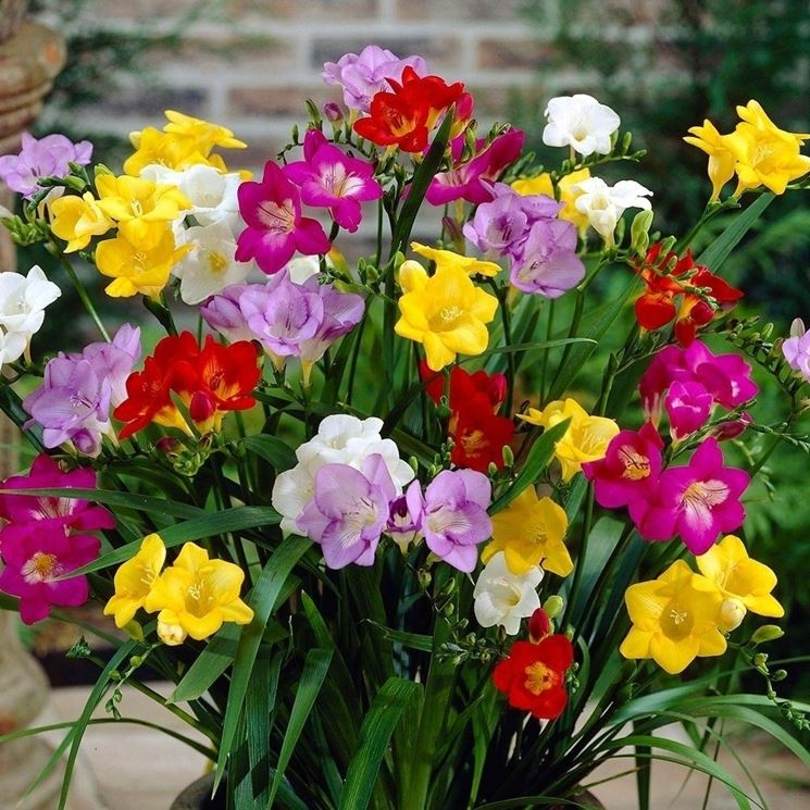 Fresia - Freesia - Freesia - Bulbi - Fresia - Freesia - Bulbi