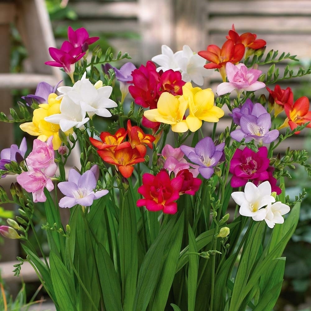 Fresia - Freesia - Freesia - Bulbi - Fresia - Freesia - Bulbi