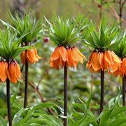 fritillaria imperialis