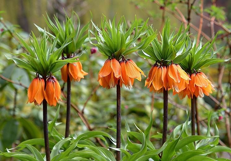 fritillaria imperialis