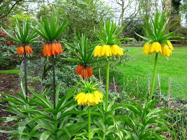 fritillaria