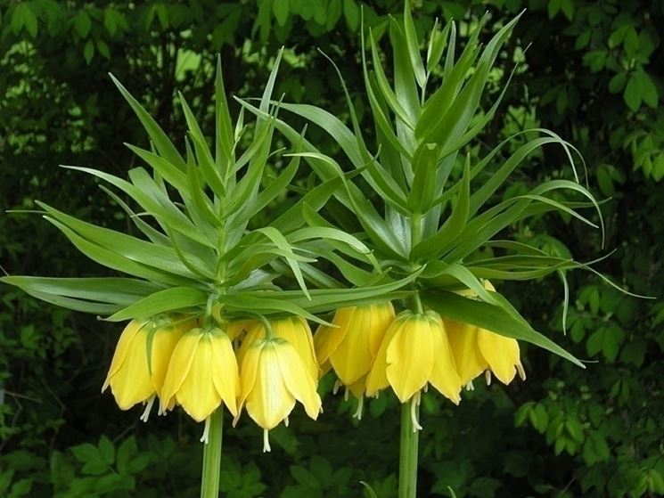 Fritillaria_imperialis