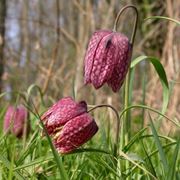 fritillaria meleagris alba