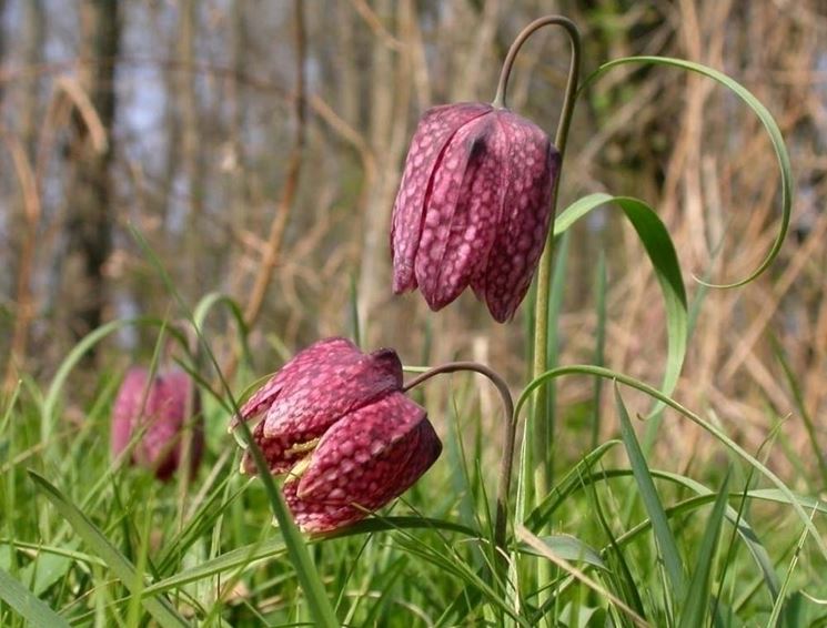 fritillaria meleagris alba