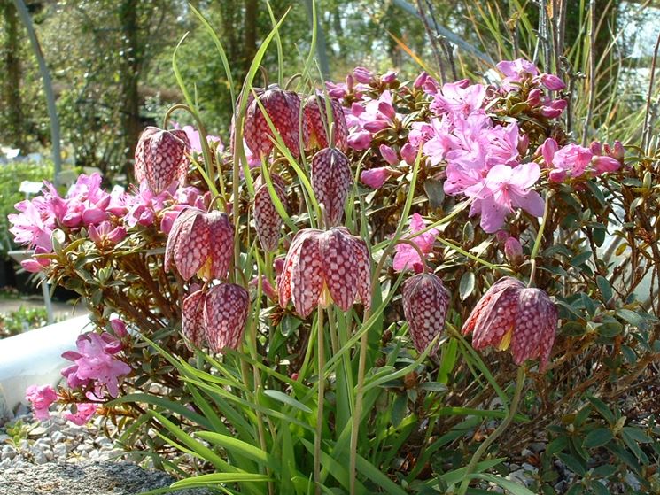 fritillaria meleagris