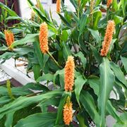 Hedychium 