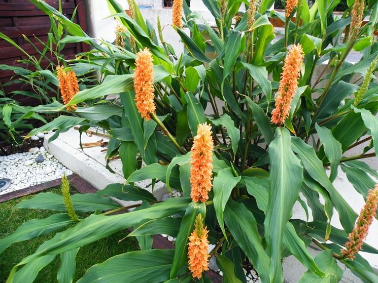 Hedychium 