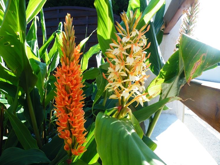 Hedychium