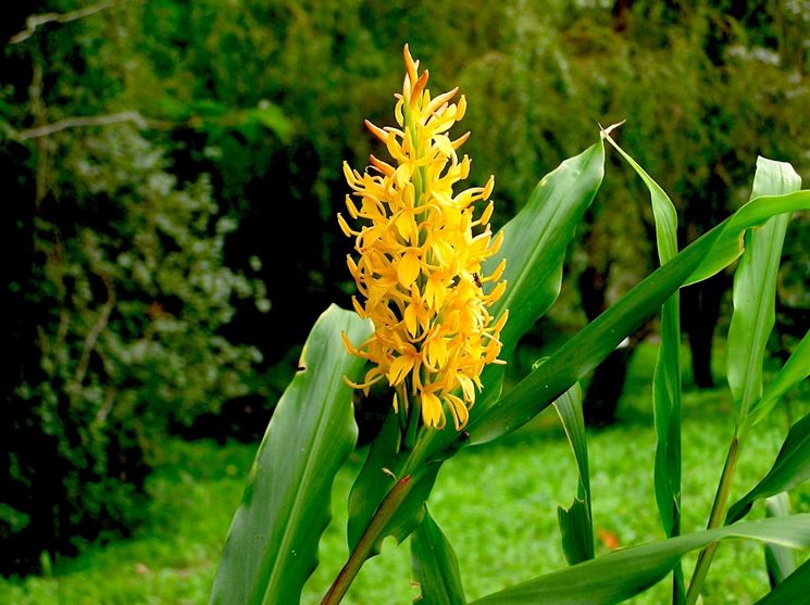 Hedychium