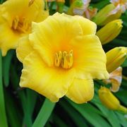 hemerocallis giallo