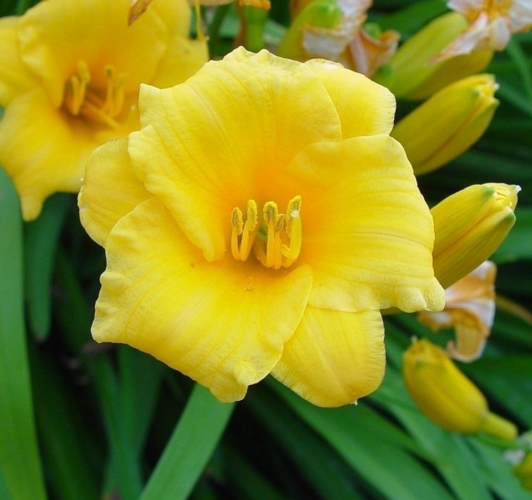 hemerocallis giallo