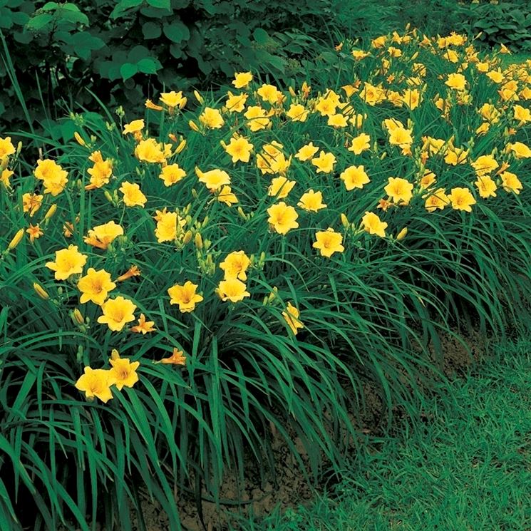 Hemerocallis