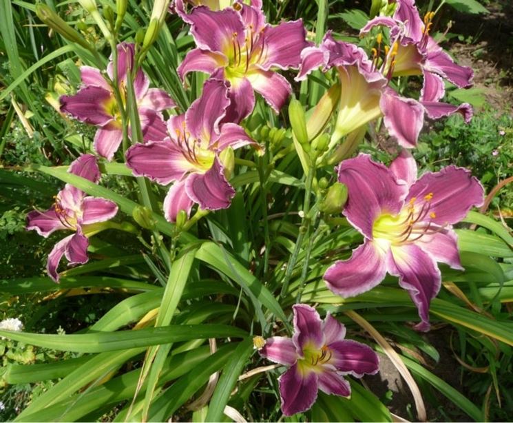 hemerocallis bonanza