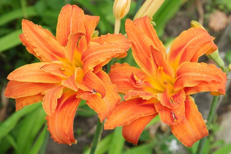 hemerocallis fulva